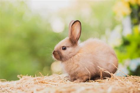 El Conejo 